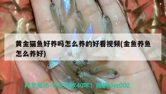 黃金貓魚好養嗎怎么養的好看視頻(金魚養魚怎么養好)