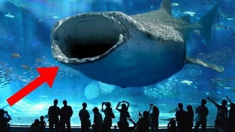 水族館賣魚嗎（水族館日常維護技巧水族館觀賞魚品種介紹）