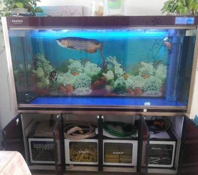 四紋虎魚混養(yǎng)缸環(huán)境布置要點，四紋虎魚混養(yǎng)缸環(huán)境布置