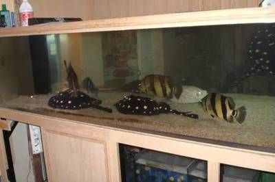 四紋虎魚混養(yǎng)缸環(huán)境布置要點，四紋虎魚混養(yǎng)缸環(huán)境布置