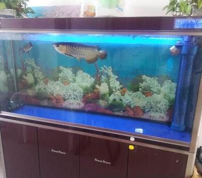 四紋虎魚混養(yǎng)缸環(huán)境布置要點，四紋虎魚混養(yǎng)缸環(huán)境布置
