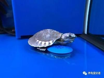 豬鼻龜食譜：光喜暗光,解析豬鼻龜是一種)食性水生爬行動物
