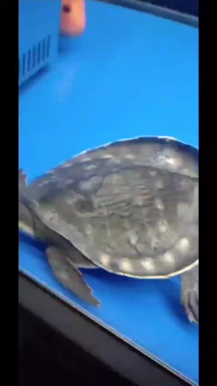 有懂龜?shù)膯幔课业呢i鼻龜龜甲掉皮這是