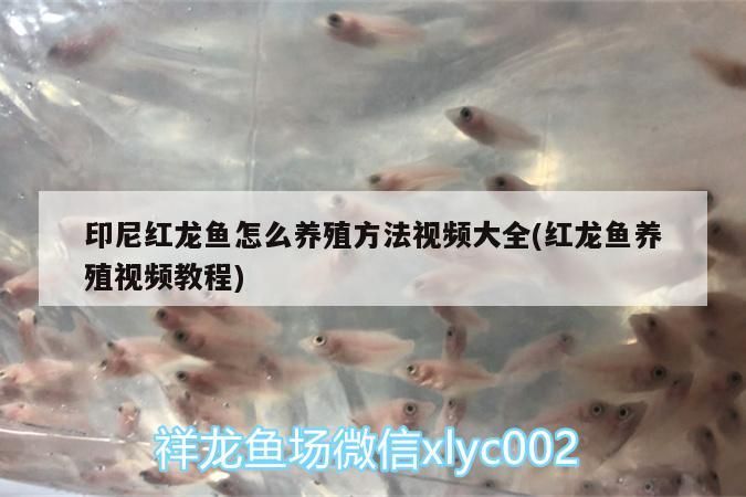 印尼紅龍魚怎么養(yǎng)殖方法視頻大全(紅龍魚養(yǎng)殖視頻教程) 印尼紅龍魚怎么養(yǎng)殖方法視頻大全(紅龍魚養(yǎng)殖視頻教程) 紅龍魚百科 第3張