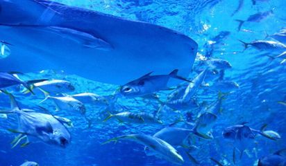 水族館開店流程圖片：水族館開店流程圖片詳情