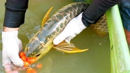 金龍魚繁殖行為的觀察技巧：金龍魚的繁殖行為的觀察技巧