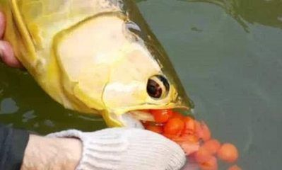 金龍魚繁殖行為的觀察技巧：金龍魚的繁殖行為的觀察技巧