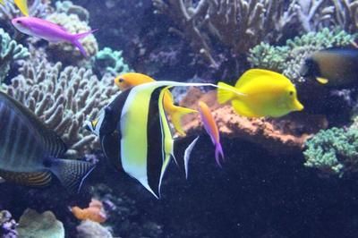 水族館加盟代理怎么樣啊賺錢嗎多少錢（水族館加盟代理是一個具有潛力的商業機會，水族館營銷策略分享） 水族館加盟代理怎么樣啊賺錢嗎多少錢（水族館加盟代理是一個具有潛力的商業機會，水族館營銷策略分享） 水族館百科（水族館加盟） 第6張