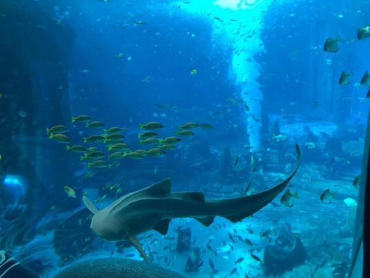 海口的水族館（海南省海口市水族館）