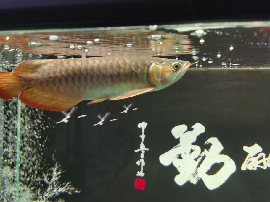 大湖紅龍魚