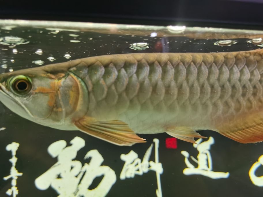 大湖紅龍魚 大湖紅龍魚 大湖紅龍魚百科 第4張