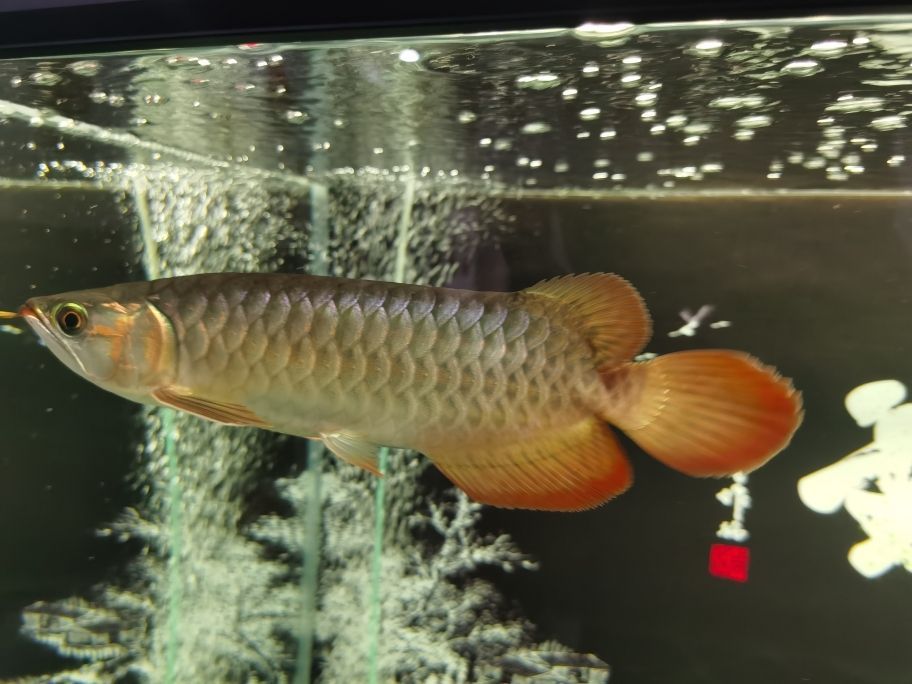大湖紅龍魚 大湖紅龍魚 大湖紅龍魚百科 第5張