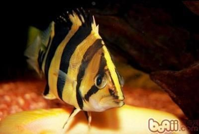 泰國虎魚腸炎防治方法，泰國虎魚腸炎治療后的護理要點泰國虎魚腸炎的防治方法 泰國虎魚腸炎防治方法，泰國虎魚腸炎治療后的護理要點泰國虎魚腸炎的防治方法 虎魚百科 第2張