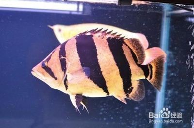 泰國虎魚腸炎防治方法，泰國虎魚腸炎治療后的護理要點泰國虎魚腸炎的防治方法 泰國虎魚腸炎防治方法，泰國虎魚腸炎治療后的護理要點泰國虎魚腸炎的防治方法 虎魚百科 第5張