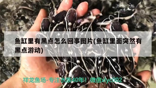 魚缸里有黑點(diǎn)怎么回事圖片(魚缸里面突然有黑點(diǎn)游動(dòng))