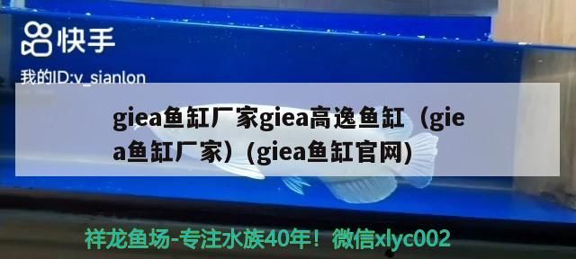 giea魚缸廠家giea高逸魚缸（giea魚缸廠家）(giea魚缸官網) giea魚缸廠家giea高逸魚缸（giea魚缸廠家）(giea魚缸官網) 錦鯉魚百科 第3張