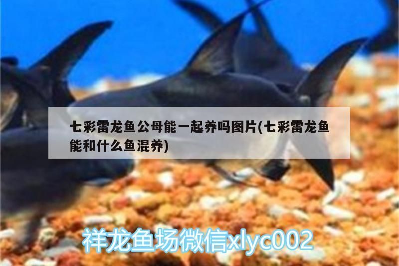 七彩雷龍魚公母能一起養嗎圖片(七彩雷龍魚能和什么魚混養)