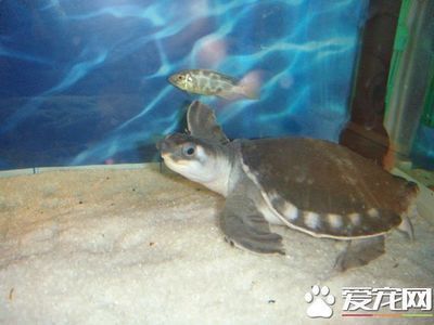 豬鼻龜的食物選擇和營養需求：豬鼻龜喂多少合適 豬鼻龜的食物選擇和營養需求：豬鼻龜喂多少合適 豬鼻龜百科 第5張