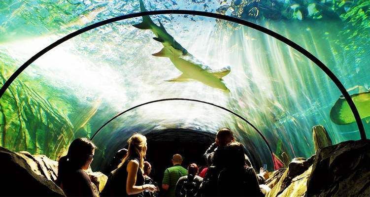 水族館里面有什么東西（水族館是一個展示和飼養水生動物的場所） 水族館里面有什么東西（水族館是一個展示和飼養水生動物的場所） 水族館百科（水族館加盟） 第2張
