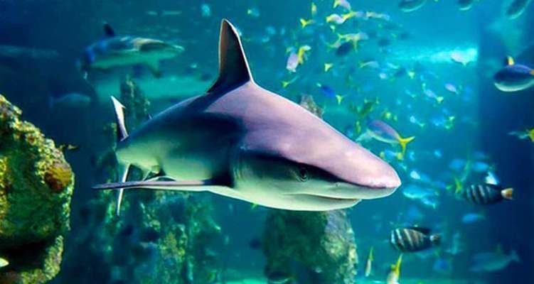 水族館里面有什么東西（水族館是一個展示和飼養水生動物的場所） 水族館里面有什么東西（水族館是一個展示和飼養水生動物的場所） 水族館百科（水族館加盟） 第3張