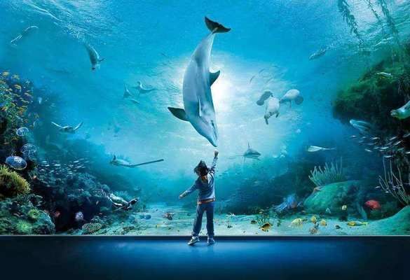 水族館里面有什么東西（水族館是一個展示和飼養水生動物的場所） 水族館里面有什么東西（水族館是一個展示和飼養水生動物的場所） 水族館百科（水族館加盟） 第4張