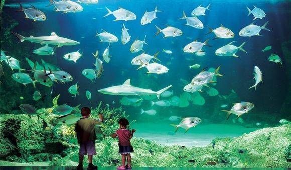 水族館里面有什么東西（水族館是一個展示和飼養水生動物的場所） 水族館里面有什么東西（水族館是一個展示和飼養水生動物的場所） 水族館百科（水族館加盟） 第5張