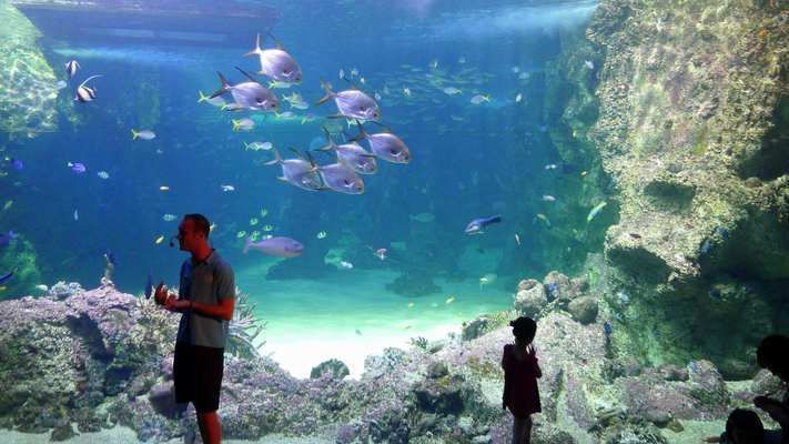 水族館里面有什么東西（水族館是一個展示和飼養水生動物的場所） 水族館里面有什么東西（水族館是一個展示和飼養水生動物的場所） 水族館百科（水族館加盟） 第6張