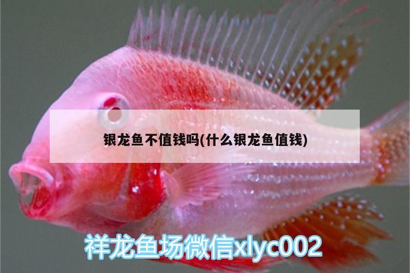 銀龍魚不值錢嗎(什么銀龍魚值錢)