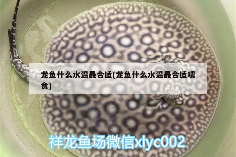 龍魚什么水溫最合適(龍魚什么水溫最合適喂食) 金龍魚百科 第3張 龍魚什么水溫最合適(龍魚什么水溫最合適喂食) 龍魚什么水溫最合適(龍魚什么水溫最合適喂食) 金龍魚百科 第3張