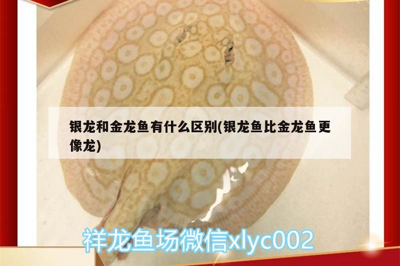 龍魚須斷了后多久會長出來？，龍魚胡須斷了后如何護理？