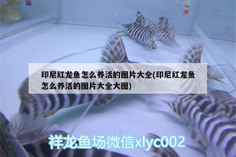 印尼紅龍魚怎么養活的圖片大全(印尼紅龍魚怎么養活的圖片大全大圖) 印尼紅龍魚怎么養活的圖片大全(印尼紅龍魚怎么養活的圖片大全大圖) 紅龍魚百科 第3張