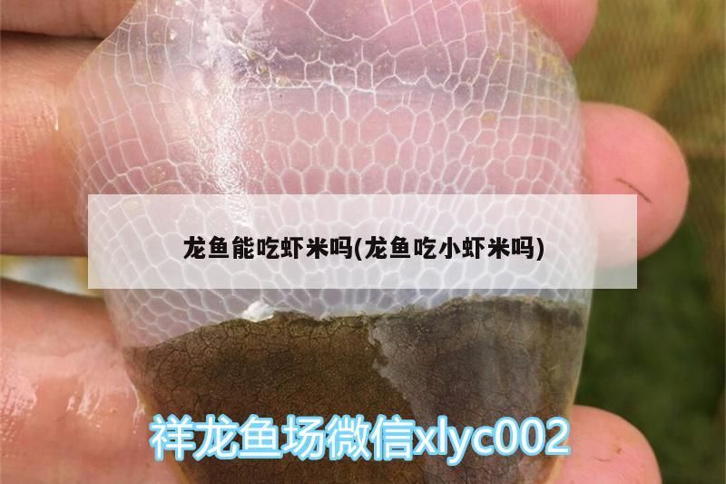 龍魚能吃蝦米嗎(龍魚吃小蝦米嗎)