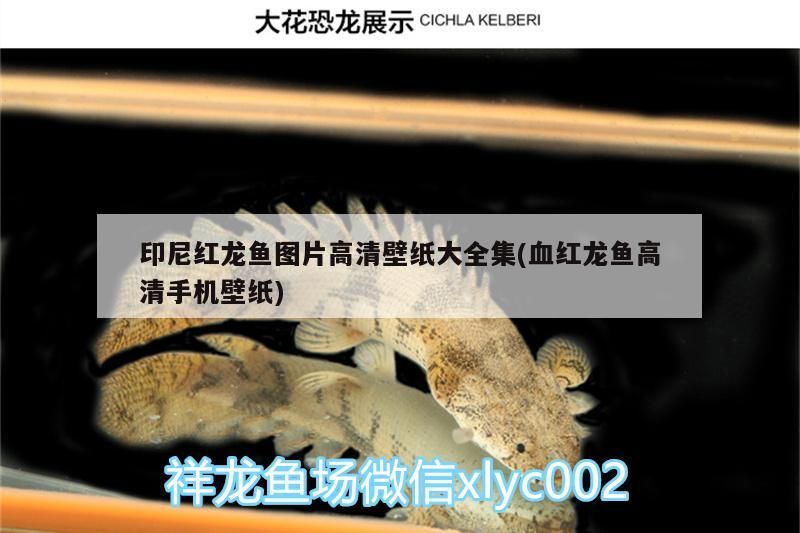 印尼紅龍魚圖片高清壁紙大全集(血紅龍魚高清手機壁紙)
