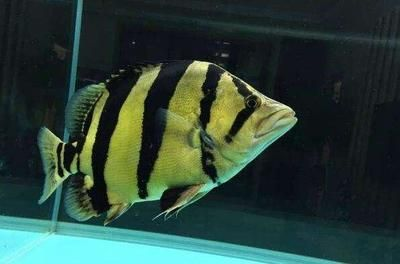 如何判斷虎魚健康狀態，如何判斷虎魚的健康狀態