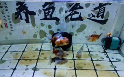 如何判斷虎魚健康狀態，如何判斷虎魚的健康狀態