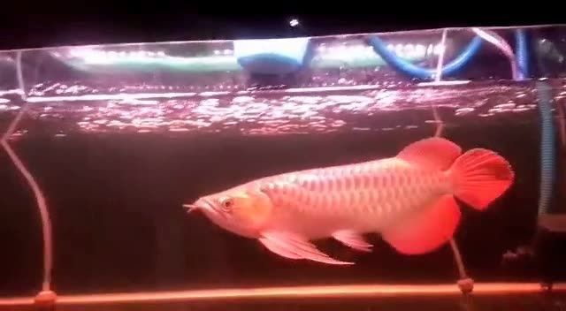 大湖紅龍魚2020091507：大湖紅龍魚生活習性、繁殖方式以及面臨的威脅和保護措施