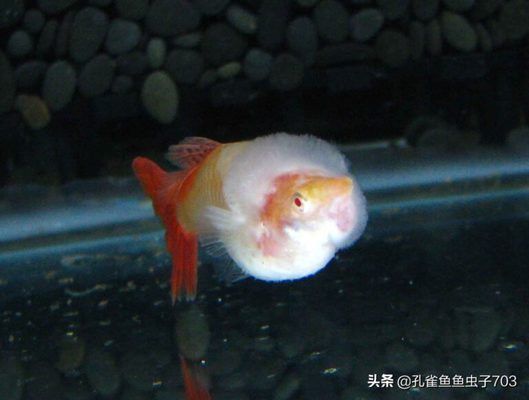 新開的魚缸多久可以養(yǎng)魚，如何判斷魚缸水質是否穩(wěn)定