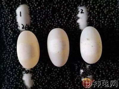 豬鼻龜孵化過(guò)程5個(gè)步驟是什么樣的圖片：豬鼻龜怎么繁殖