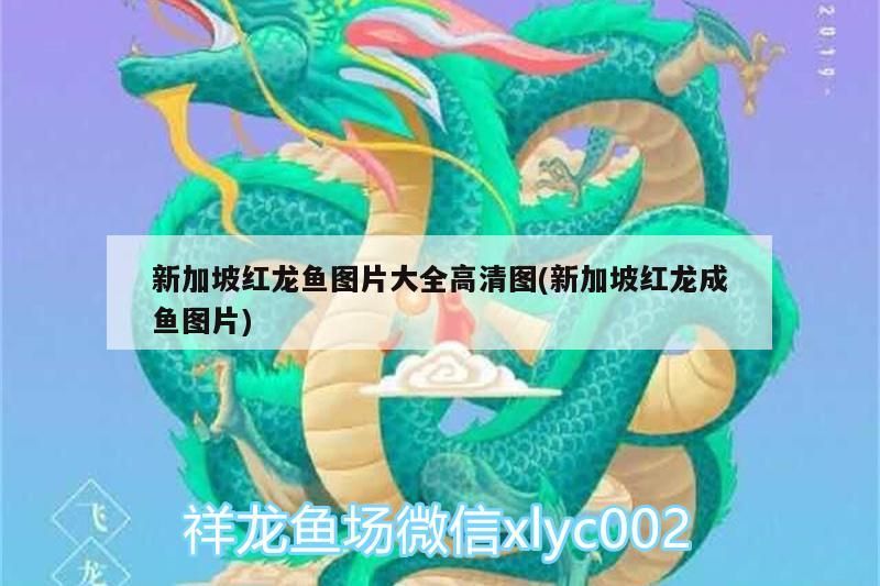 新加坡紅龍魚圖片大全高清圖(新加坡紅龍成魚圖片) 金龍魚百科 第3張 新加坡紅龍魚圖片大全高清圖(新加坡紅龍成魚圖片) 新加坡紅龍魚圖片大全高清圖(新加坡紅龍成魚圖片) 金龍魚百科 第3張