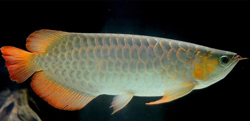 臨潼水族館有沒有廣州佛山的幫忙做魚缸的兄弟？