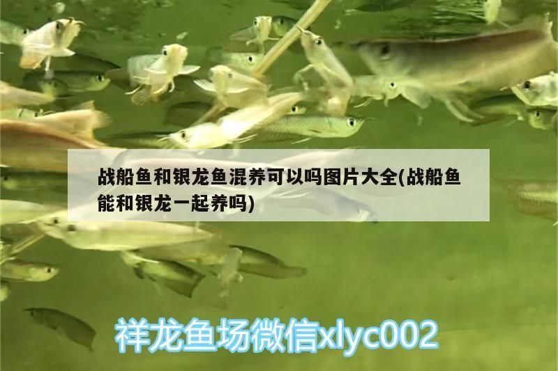戰(zhàn)船魚(yú)和銀龍魚(yú)混養(yǎng)可以嗎圖片大全(戰(zhàn)船魚(yú)能和銀龍一起養(yǎng)嗎)