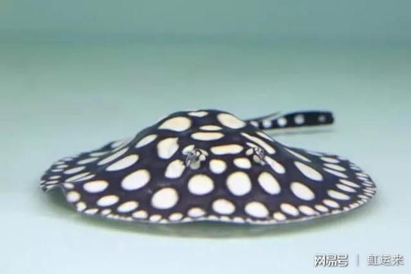 魟魚的價格為什么暴跌：關于魟魚的價格為什么暴跌