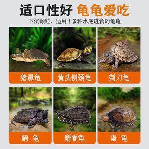 豬鼻龜長到多大喂下沉飼料好：豬鼻龜喂多少合適，