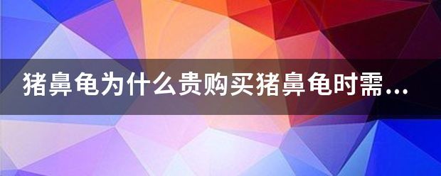 豬鼻龜好買嗎:豬鼻龜哪里能買