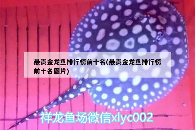 最貴金龍魚排行榜前十名(最貴金龍魚排行榜前十名圖片) 最貴金龍魚排行榜前十名(最貴金龍魚排行榜前十名圖片) 金龍魚百科 第2張