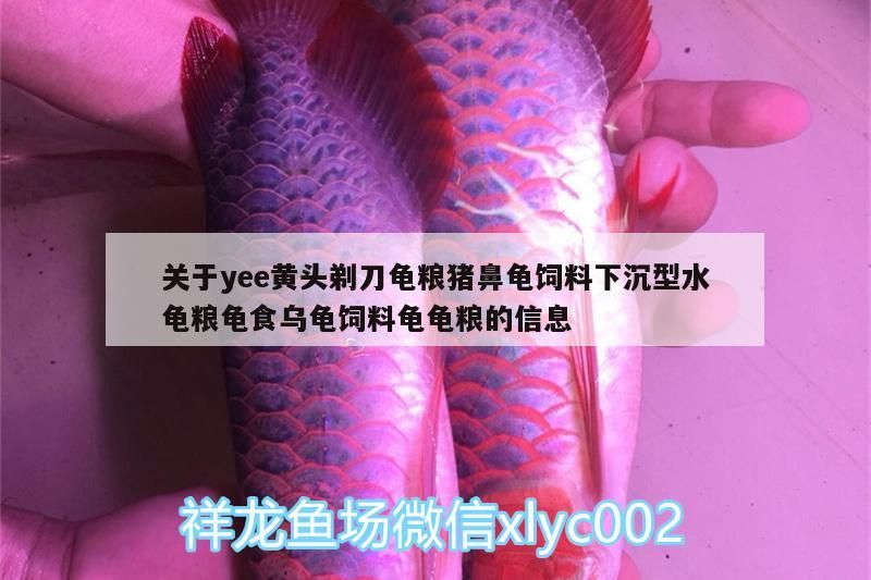 關于yee黃頭剃刀龜糧豬鼻龜飼料下沉型水龜糧龜食烏龜飼料龜龜糧的信息