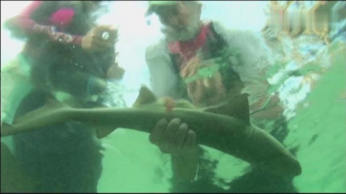鯊魚(yú)交配行為對(duì)生態(tài)系統(tǒng)的影響，鯊魚(yú)交配行為對(duì)生態(tài)系統(tǒng)產(chǎn)生影響具有重要意義 鯊魚(yú)交配行為對(duì)生態(tài)系統(tǒng)的影響，鯊魚(yú)交配行為對(duì)生態(tài)系統(tǒng)產(chǎn)生影響具有重要意義 虎魚(yú)百科 第1張