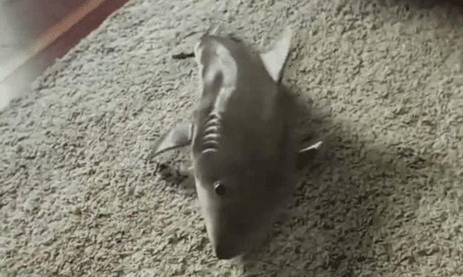 鯊魚(yú)交配行為對(duì)生態(tài)系統(tǒng)的影響，鯊魚(yú)交配行為對(duì)生態(tài)系統(tǒng)產(chǎn)生影響具有重要意義 鯊魚(yú)交配行為對(duì)生態(tài)系統(tǒng)的影響，鯊魚(yú)交配行為對(duì)生態(tài)系統(tǒng)產(chǎn)生影響具有重要意義 虎魚(yú)百科 第7張
