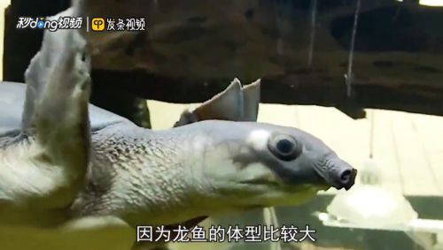 豬鼻龜能否與其他寵物一起飼養？：豬鼻龜與清道夫魚混養技巧，豬鼻龜與龍魚混養指南
