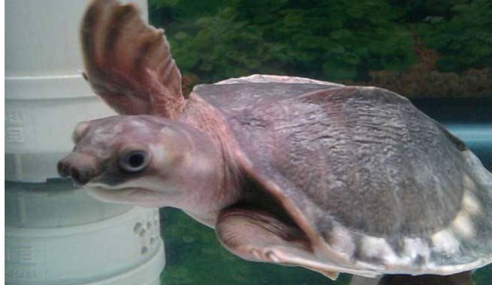 豬鼻龜能否與其他寵物一起飼養？：豬鼻龜與清道夫魚混養技巧，豬鼻龜與龍魚混養指南
